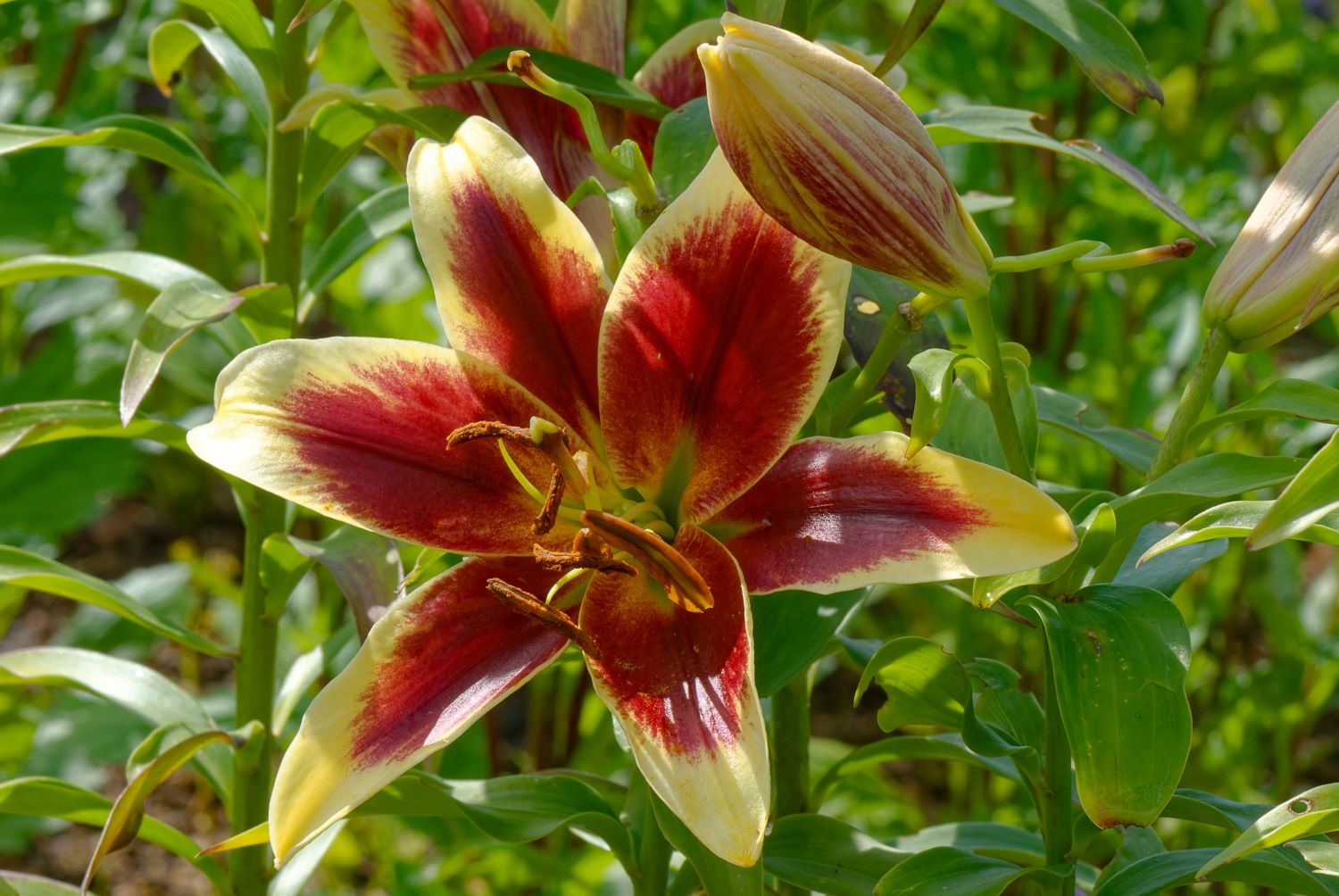 Lilia orientalna - odmiana Red Dutch