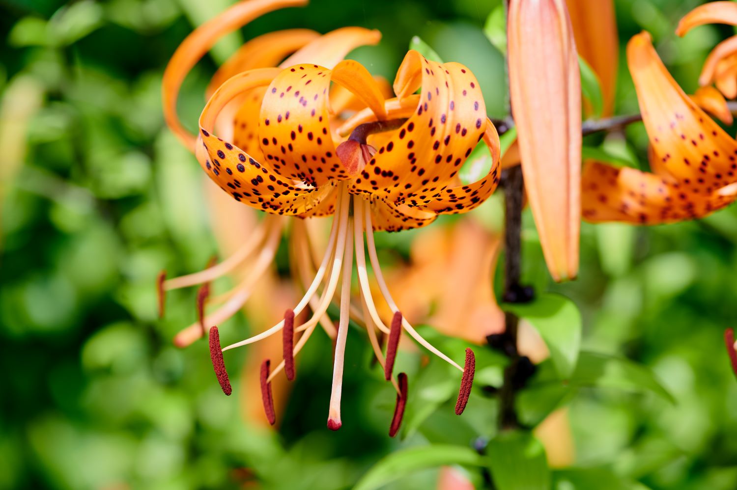 Lilia tygrysia - Lilium lancifolium