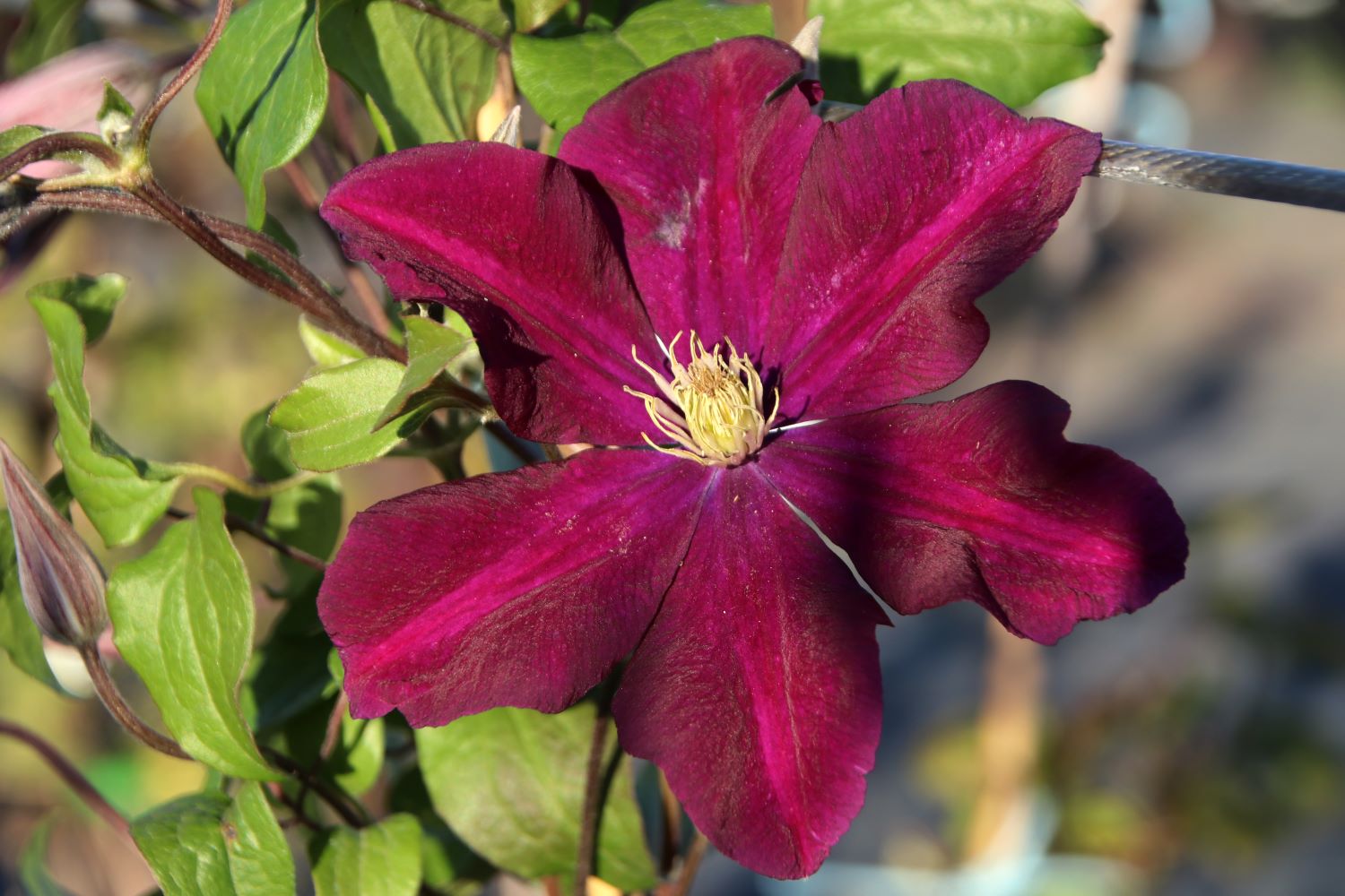 Clematis - odmiana Warszawska Nike