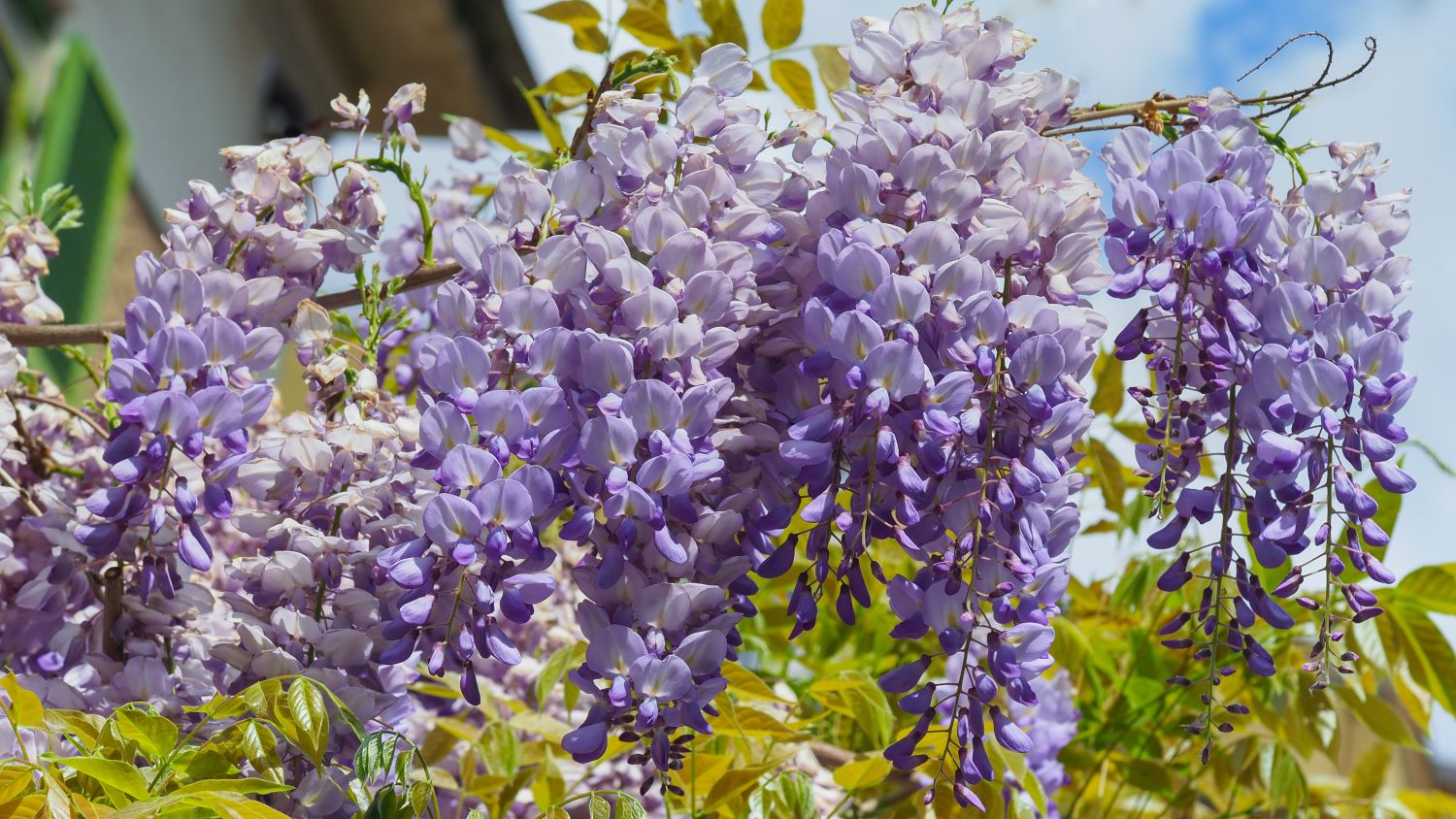 wisteria sinensis - glicynia chińska