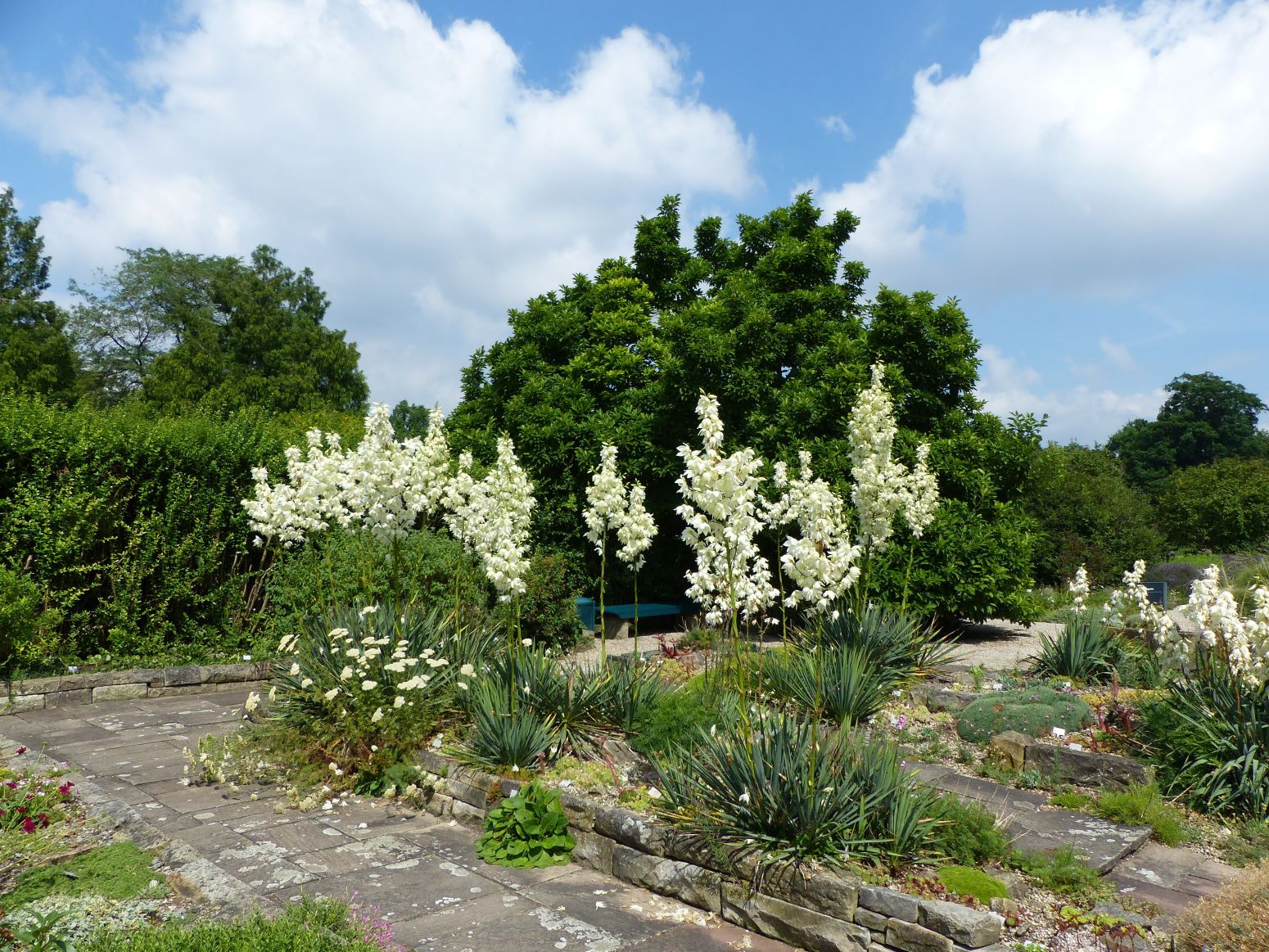 Jukka karolińska - Yucca filamentosa