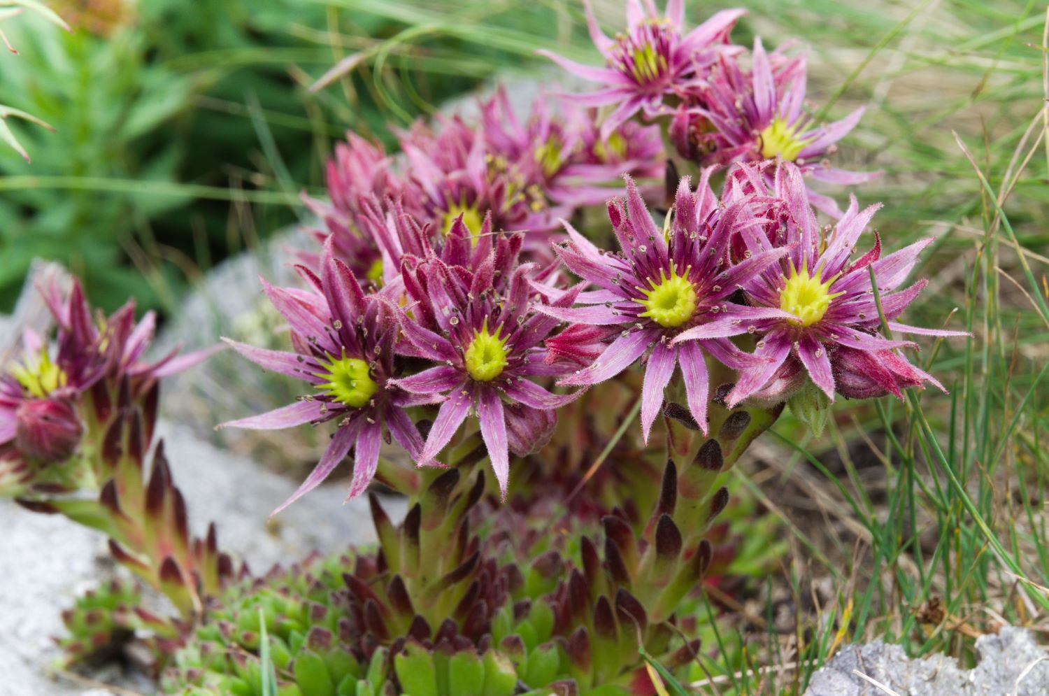 Rojnik górski - Sempervivum montanum