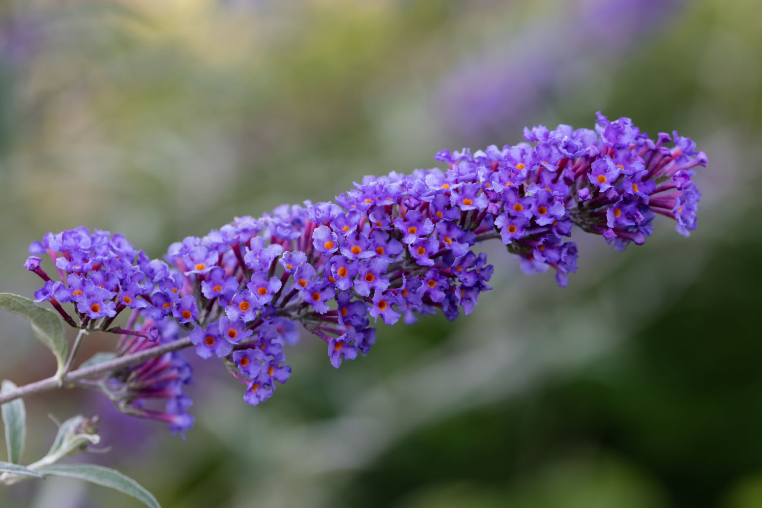 Budleja Davida - odmiana Nanho Blue