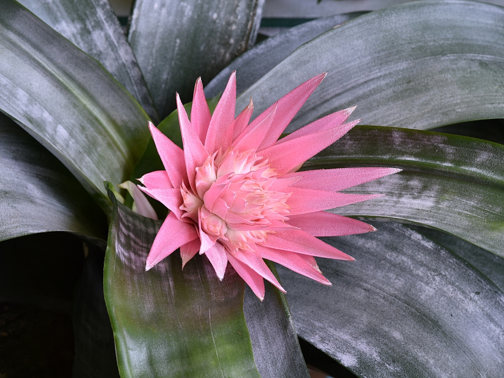 Aechmea fasciata - echmea wstęgowata