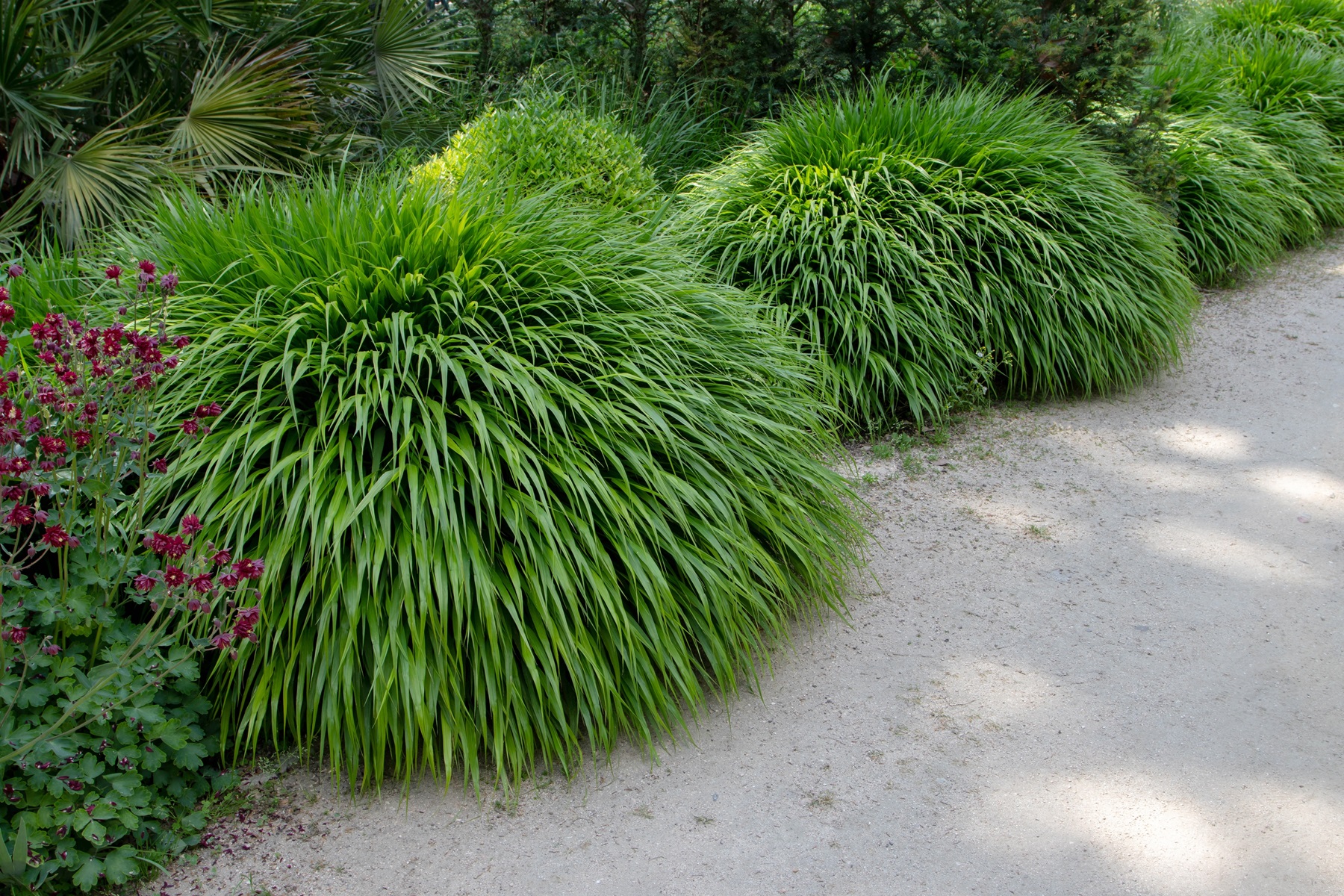 trawa hakonechloa kiedy przycinać