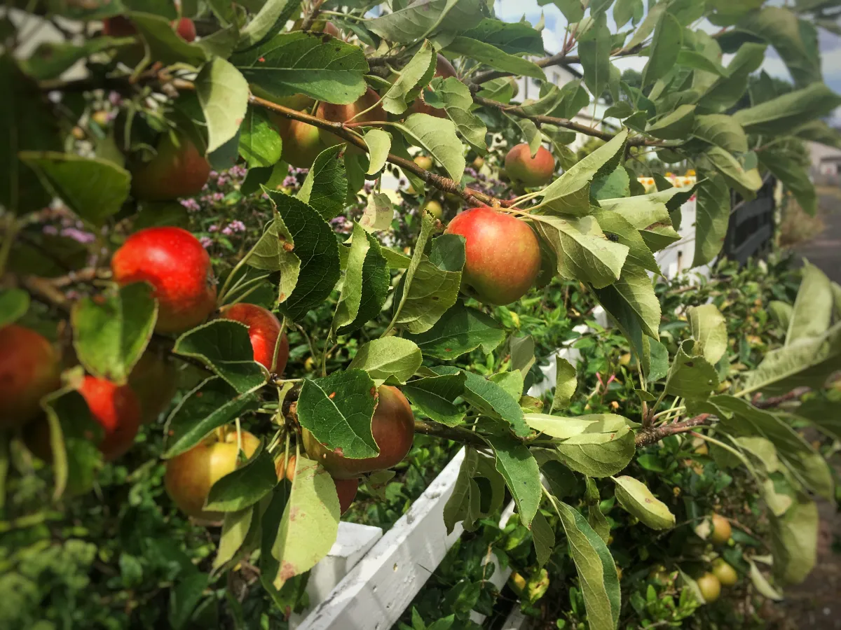 Kosztowna zmowa cenowa właścicieli skupów owoców – UOKiK nakłada 1,6 mln zł kar