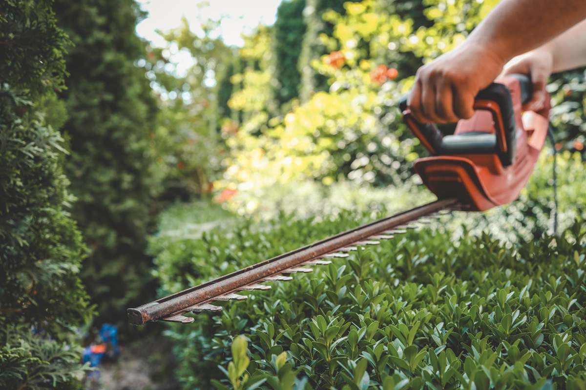 Wycinanie drzew i krzewów na działce – czy są ograniczenia?