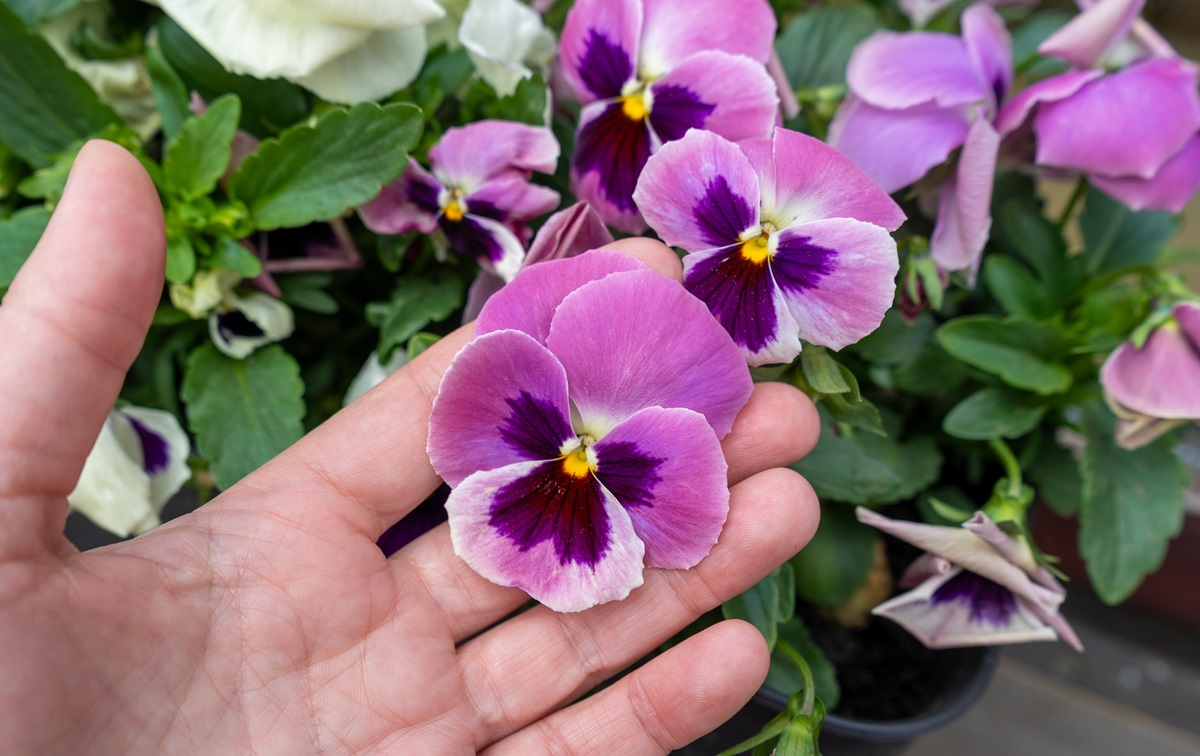 czy bratki mogą zmarznąć