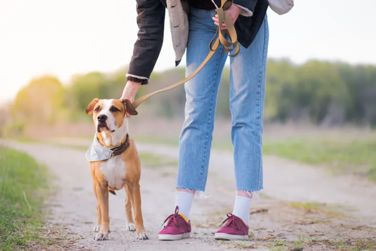 Mandat za spacer z psem – jak i kiedy?/Fot. Shutterstock  