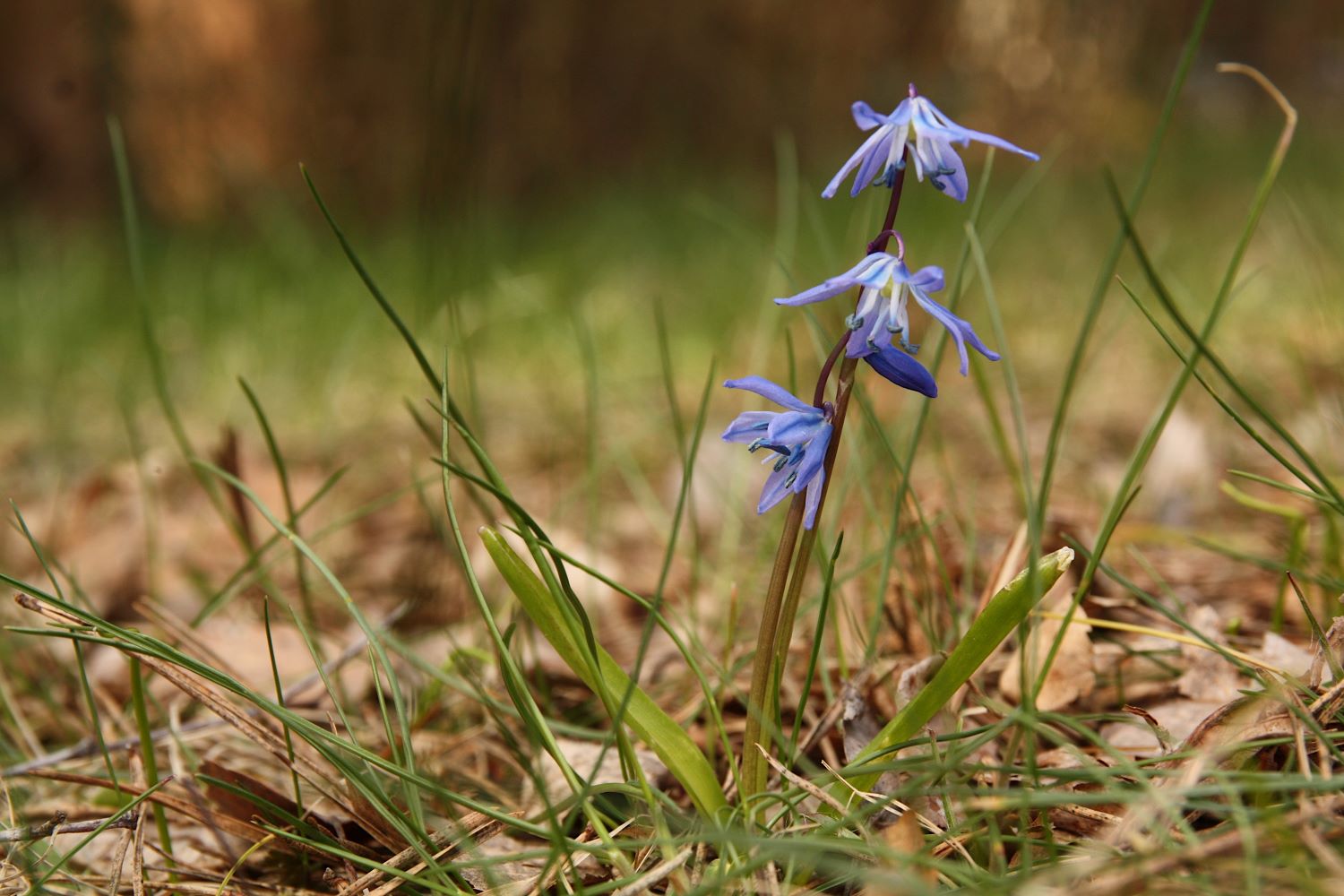 Cebulica syberyjska (Scilla siberica)