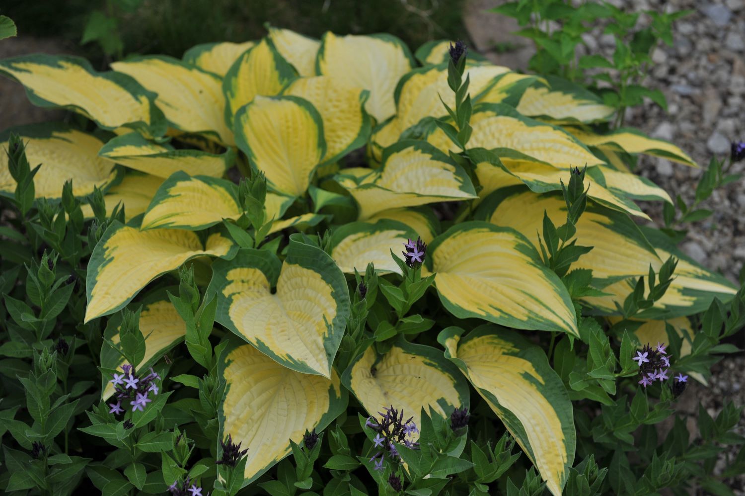 Funkia (hosta) - odmiana Orange Marmalade