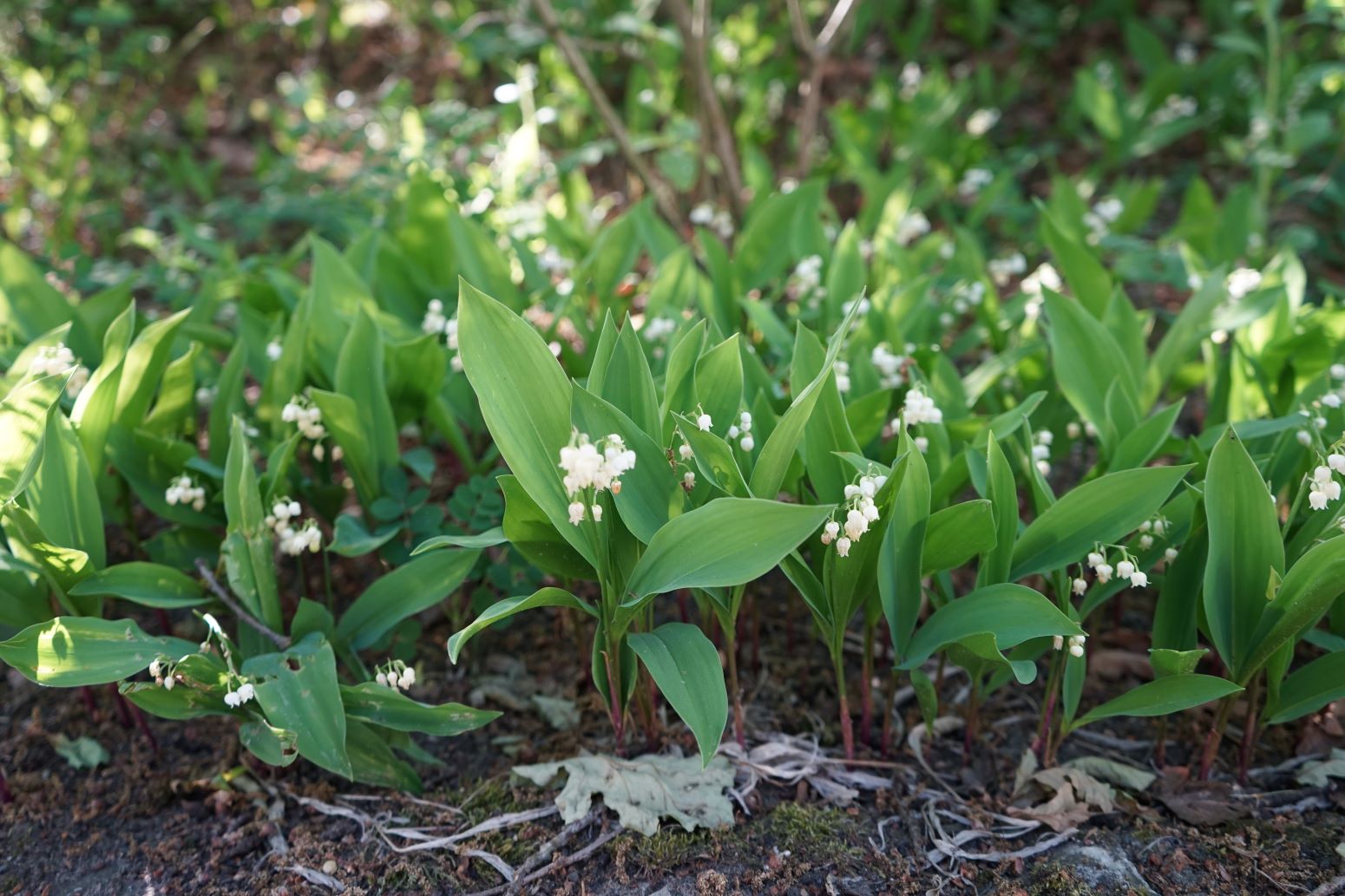 Konwalia majowa (Convallaria majalis)