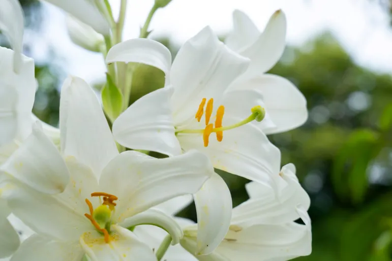 Lilium candidum - lilia biała