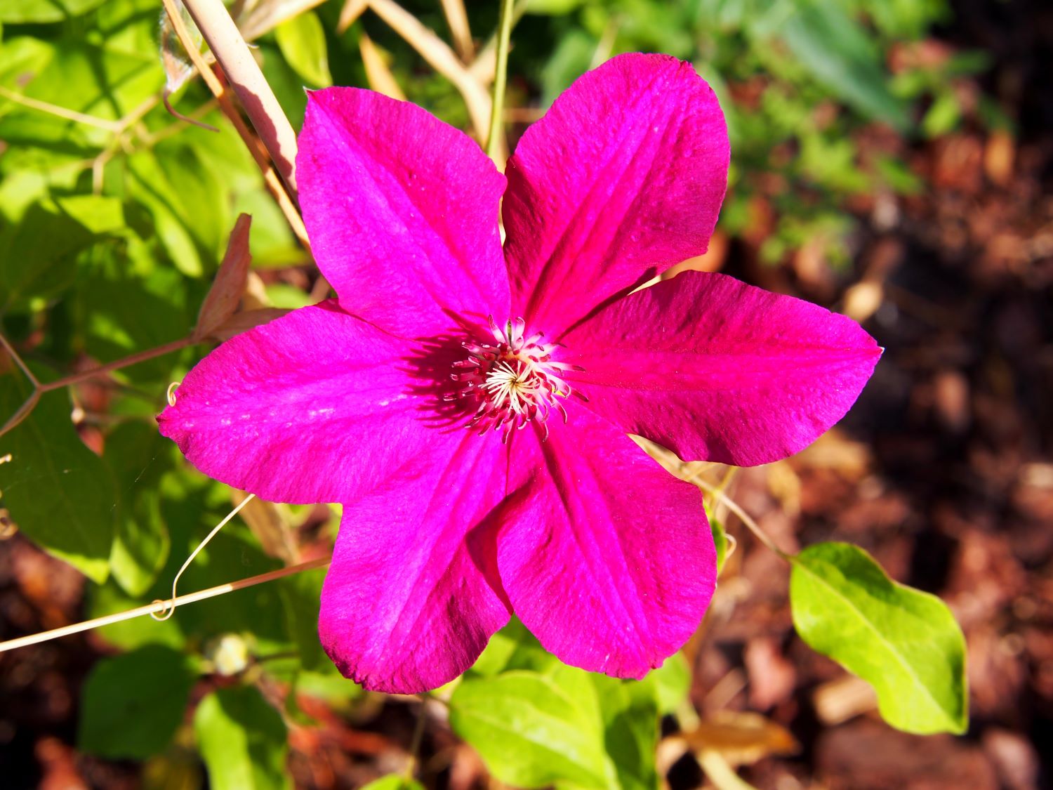 Clematis - odmiana Kardynał Wyszyński