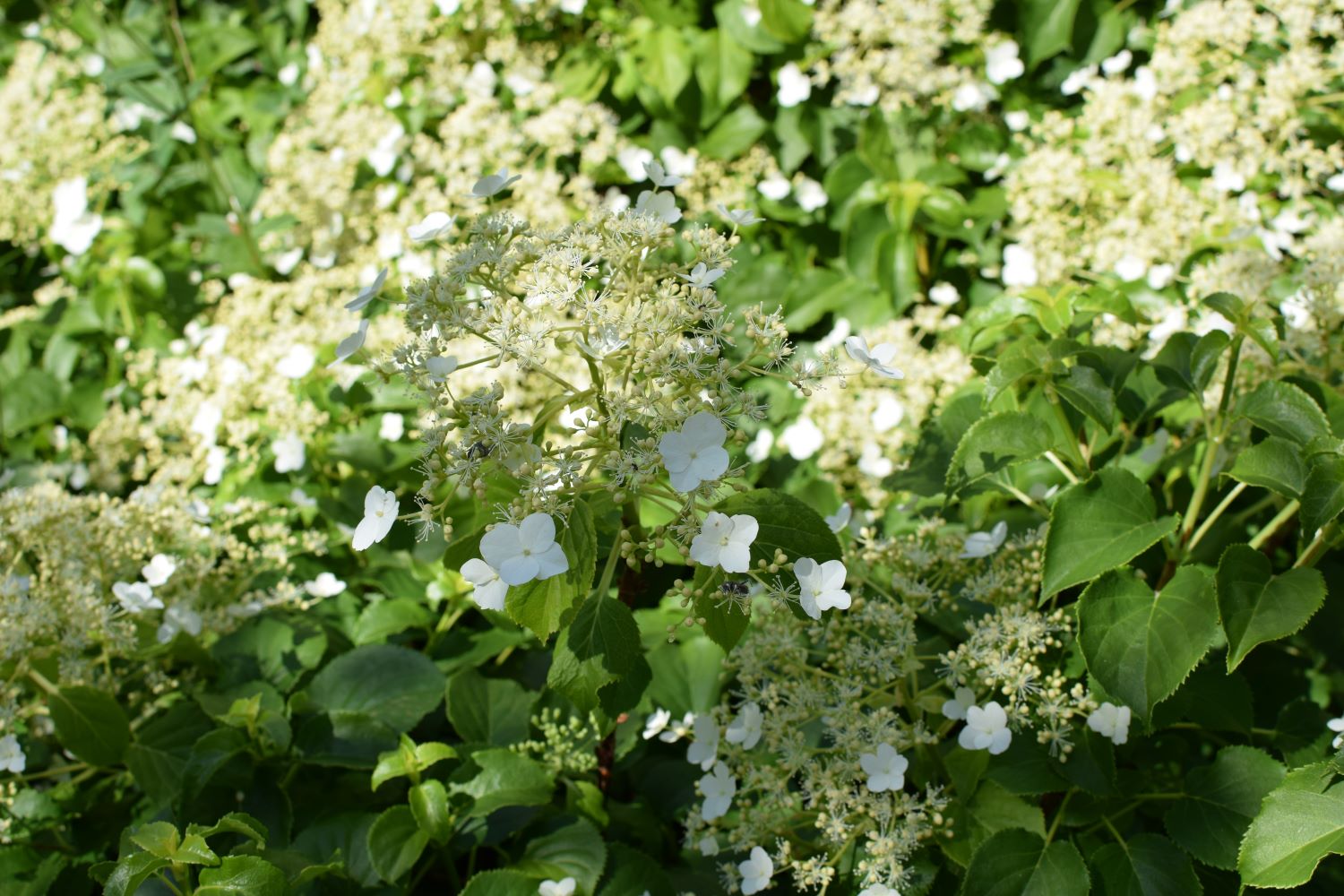 Hydrangea petiolaris - hortensja pnąca