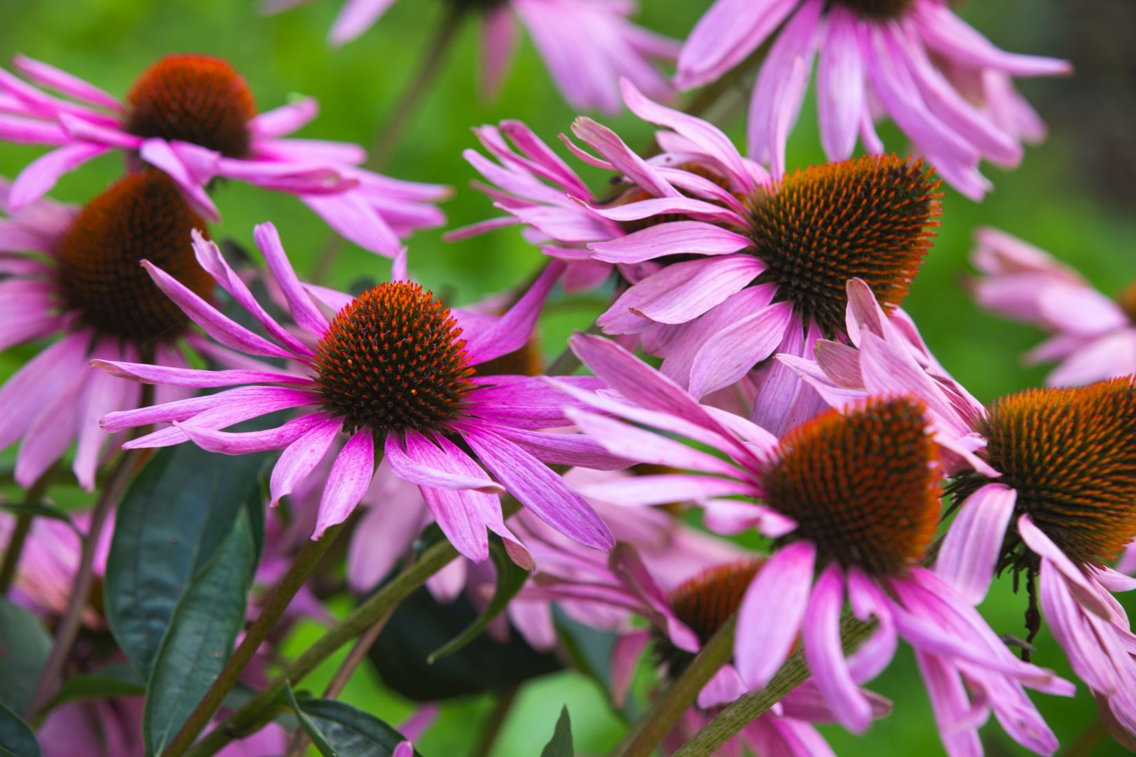 Jeżówka purpurowa - Echinacea purpurea