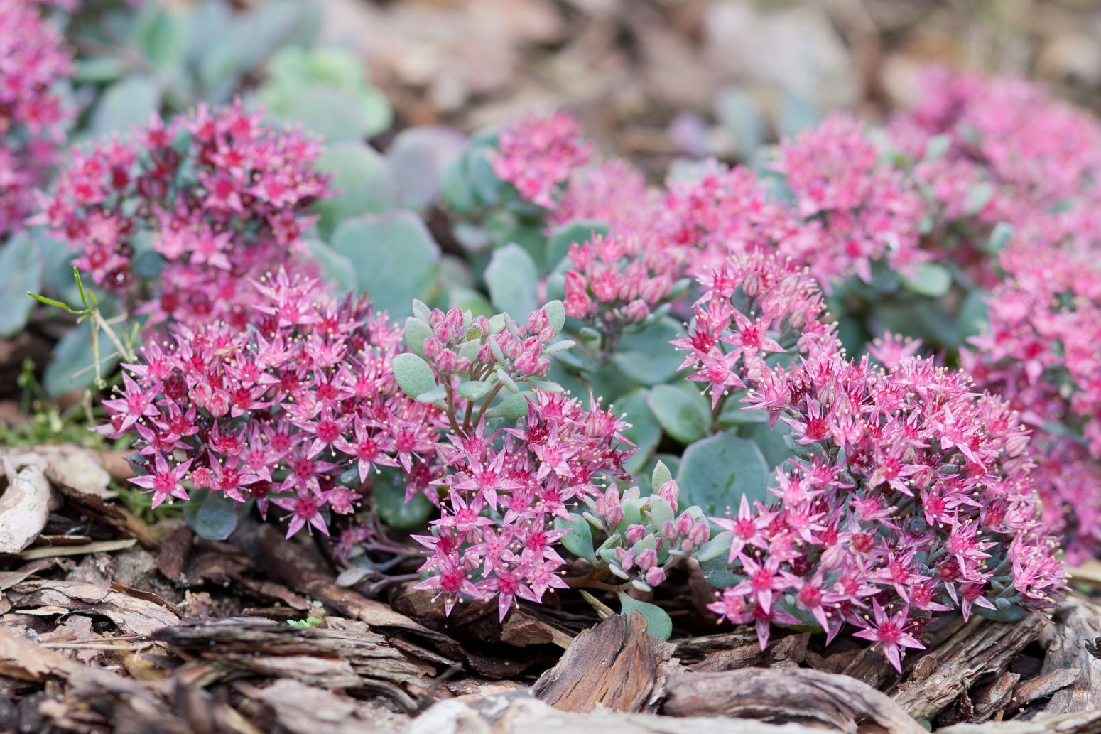 Rozchodnik naskalny - Sedum cauticola