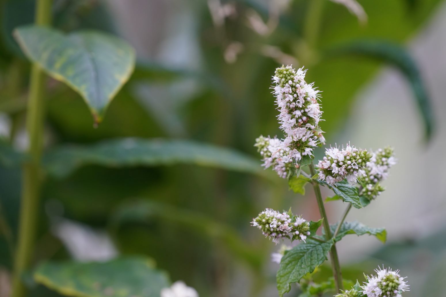 mięta zielona - mentha spicata - kwiaty