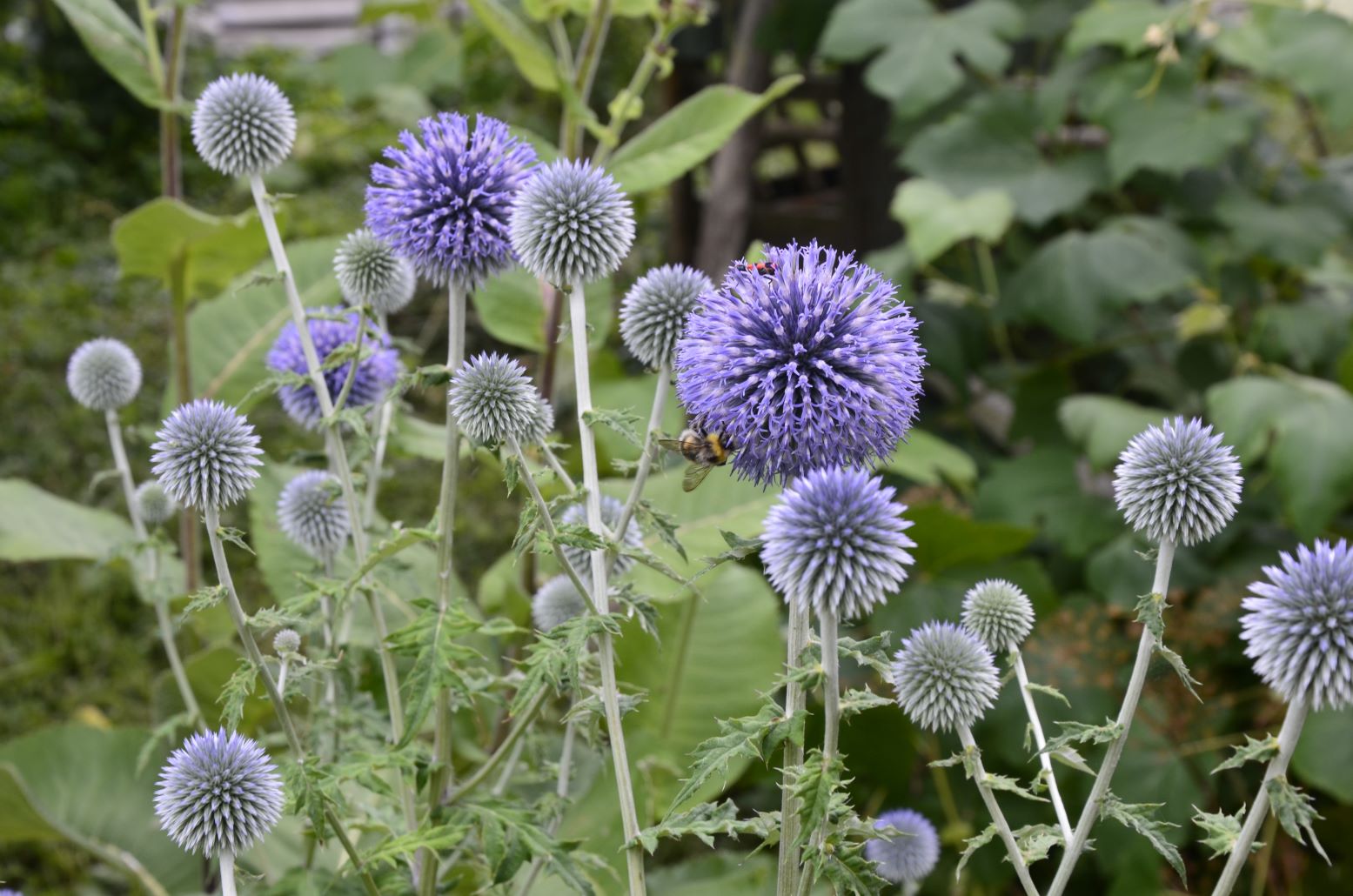 przegorzan pospolity - echinops ritro