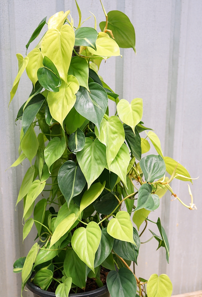 Philodendron Hederaceum Cream Splash