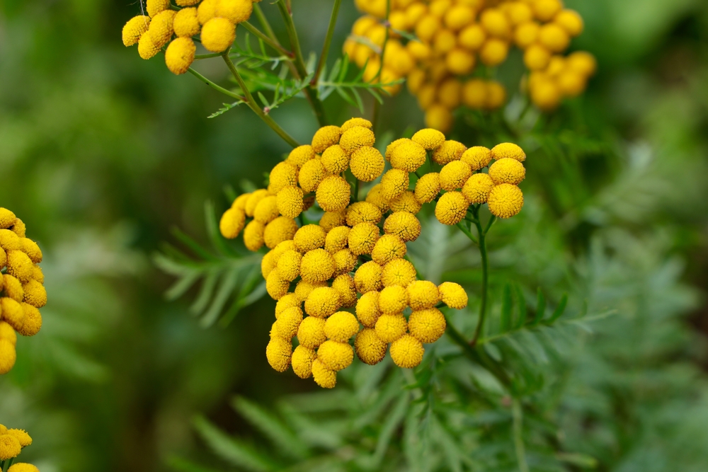 Yellow,Flowers,Of,Tancy,Blooming,In,The,Summer.,Tansy,(tanacetum