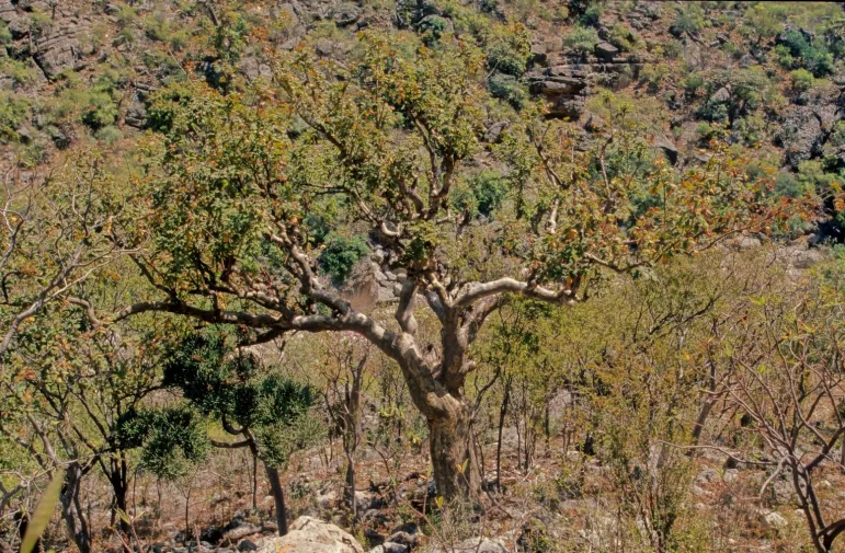 Commiphora myrrha (balsamowiec)