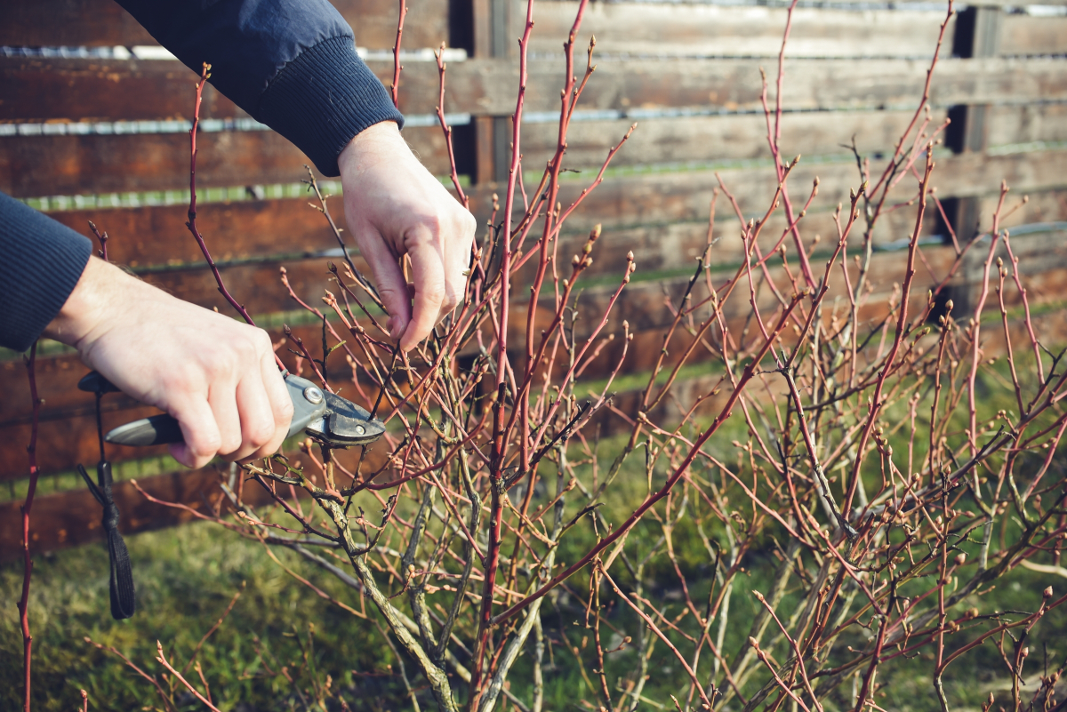 Cięcie borówki amerykańskiej