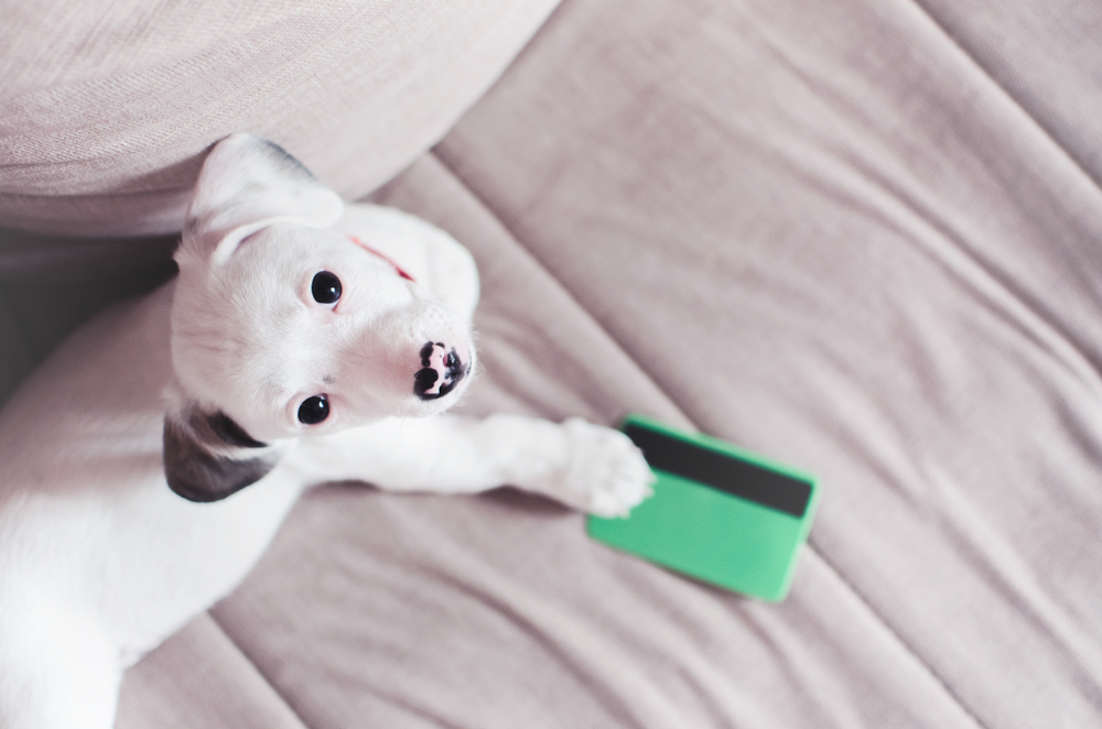 Podatek od psa w 2023 r.  