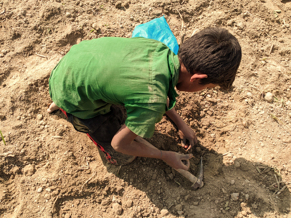 Wzrosła liczba dzieci zmuszonych do pracy/Fot. Shutterstock