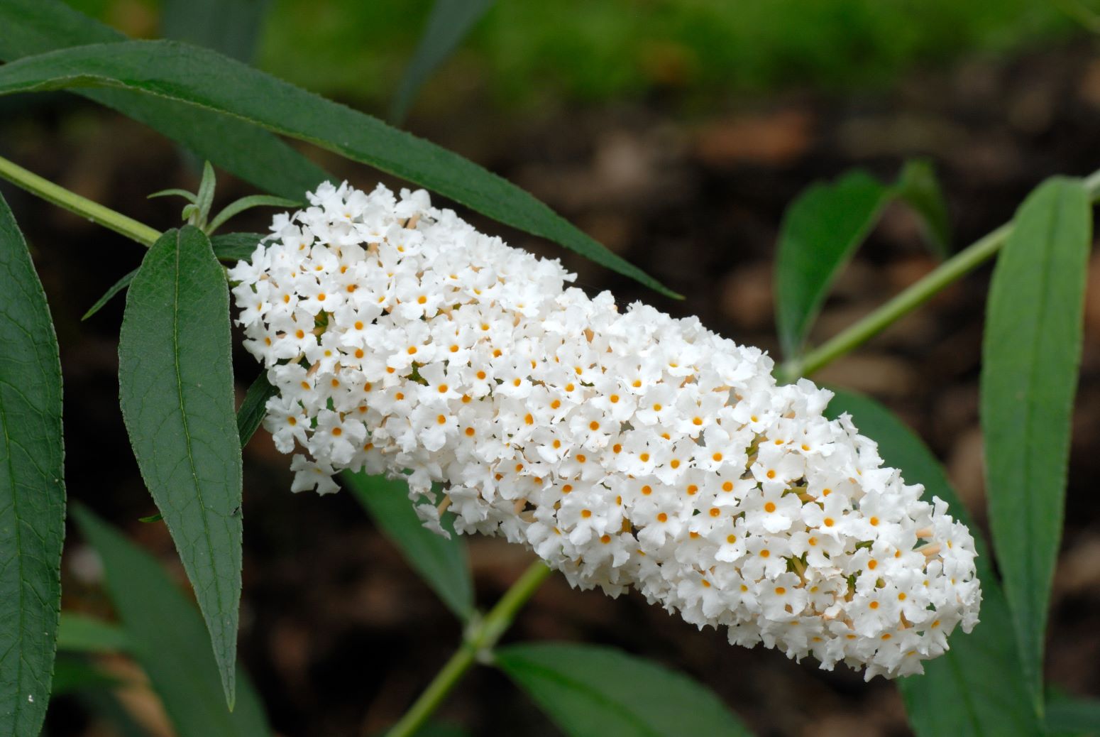 Budleja Dawida - odmiana White Profusion