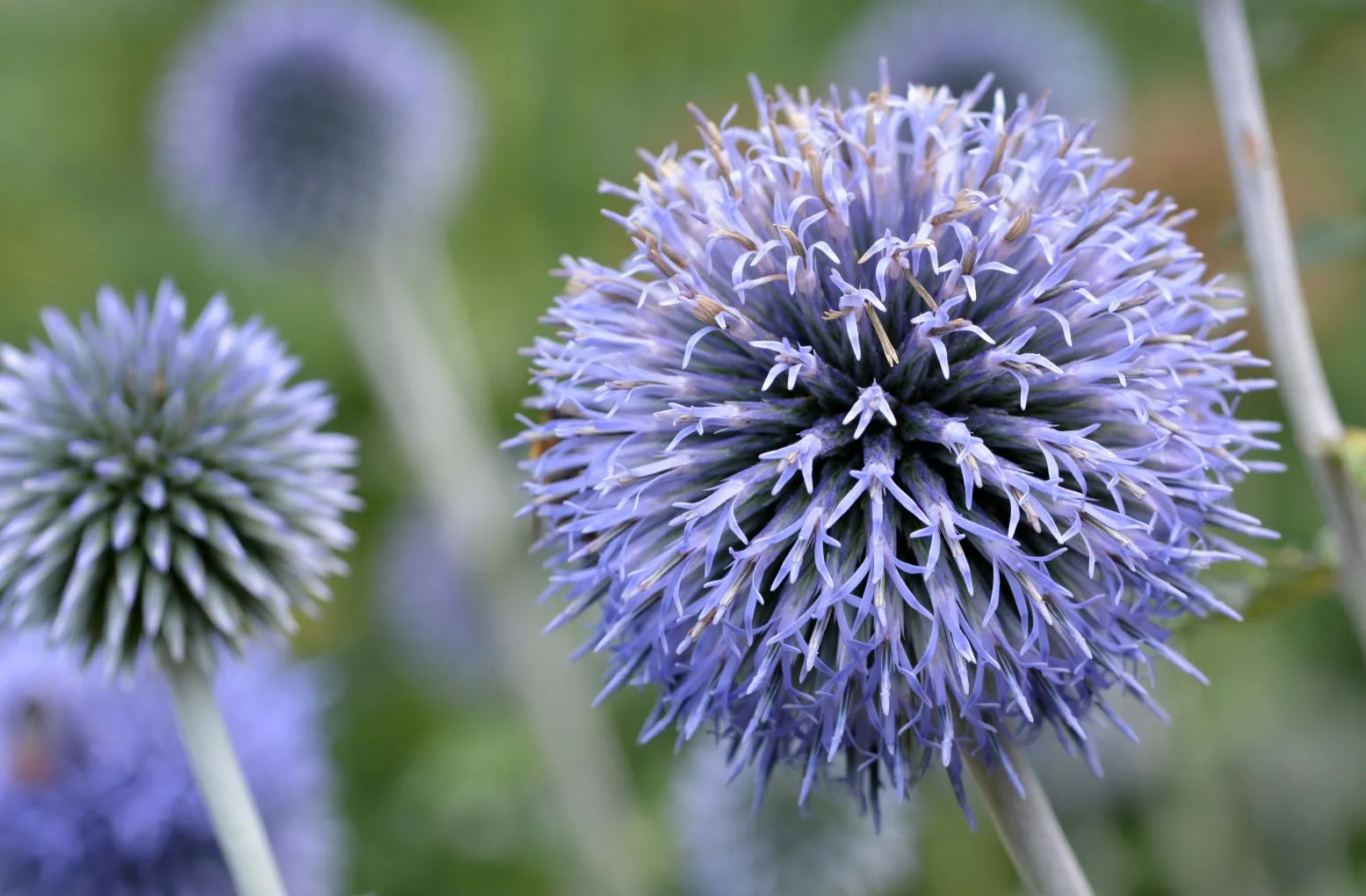 przegorzan węgierski - echinops exaltatus