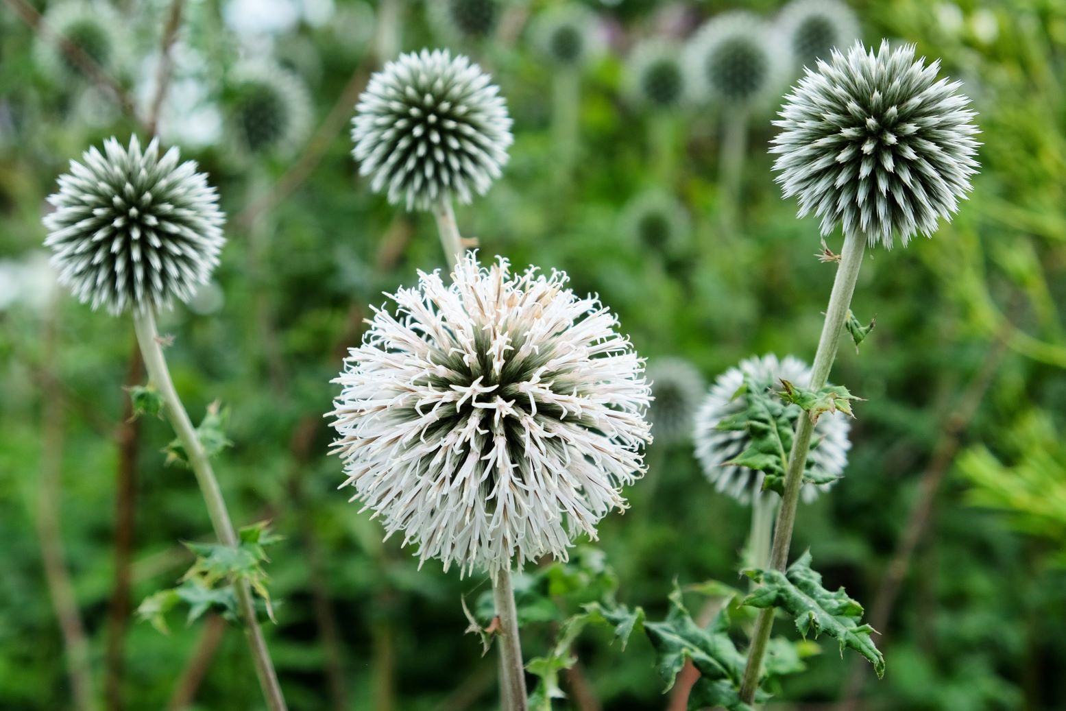 przegorzan tauryjski - echinops bannaticus