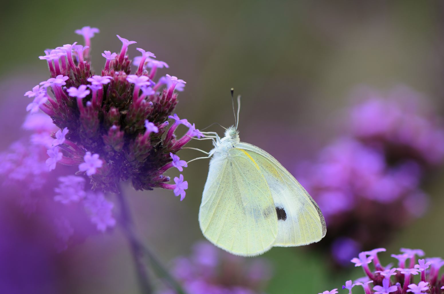 Werbena patagońska - Verbena bonariensis