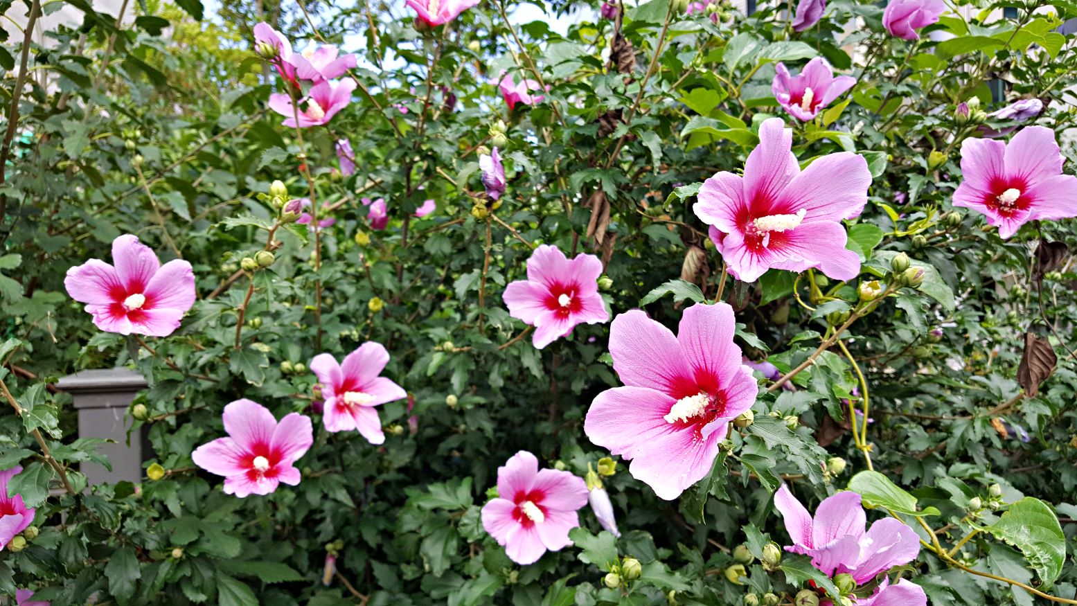 Ketmia syryjska - Hibiscus syriacus - kwiaty