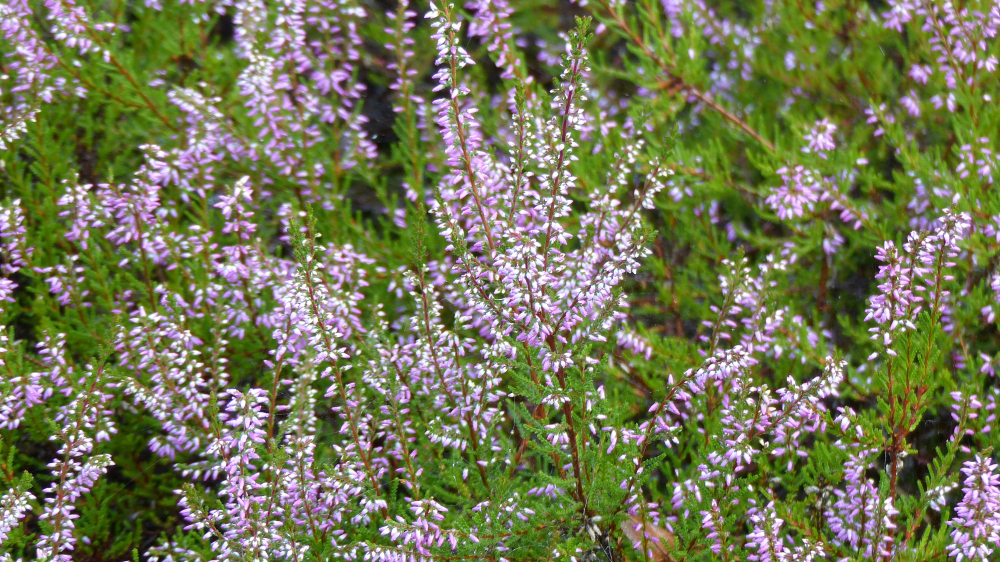 wrzos - Calluna vulgaris - odmiana Marleen