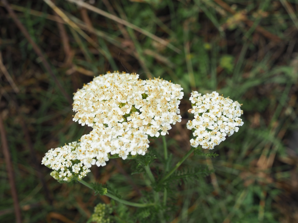 Common,Yarrow,Achillea,Millefolium,White,Flowers,Close,Up,,Floral,Background