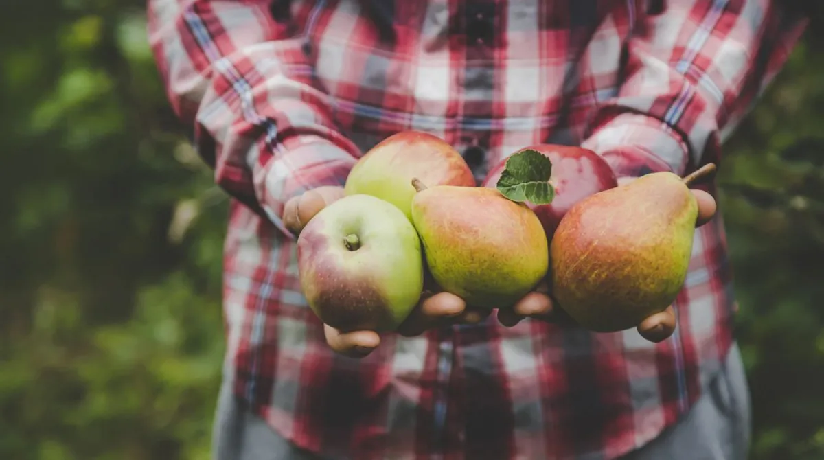 Krócej od pola do stołu. Polacy coraz chętniej kupują u rolnika