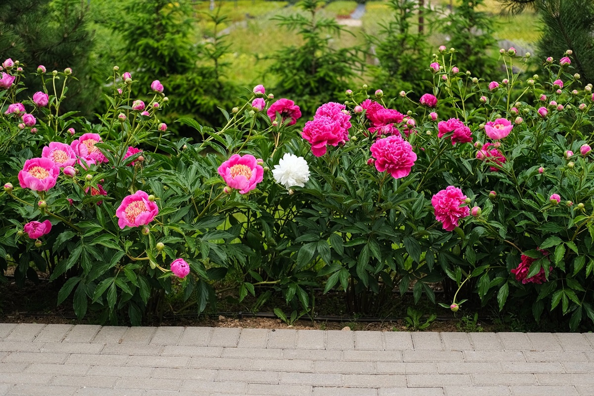 piwonie podlej drożdżami peonie