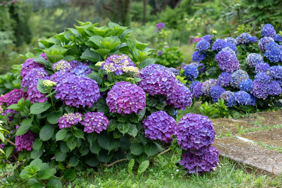 jak wygląda hortensja ogrodowa