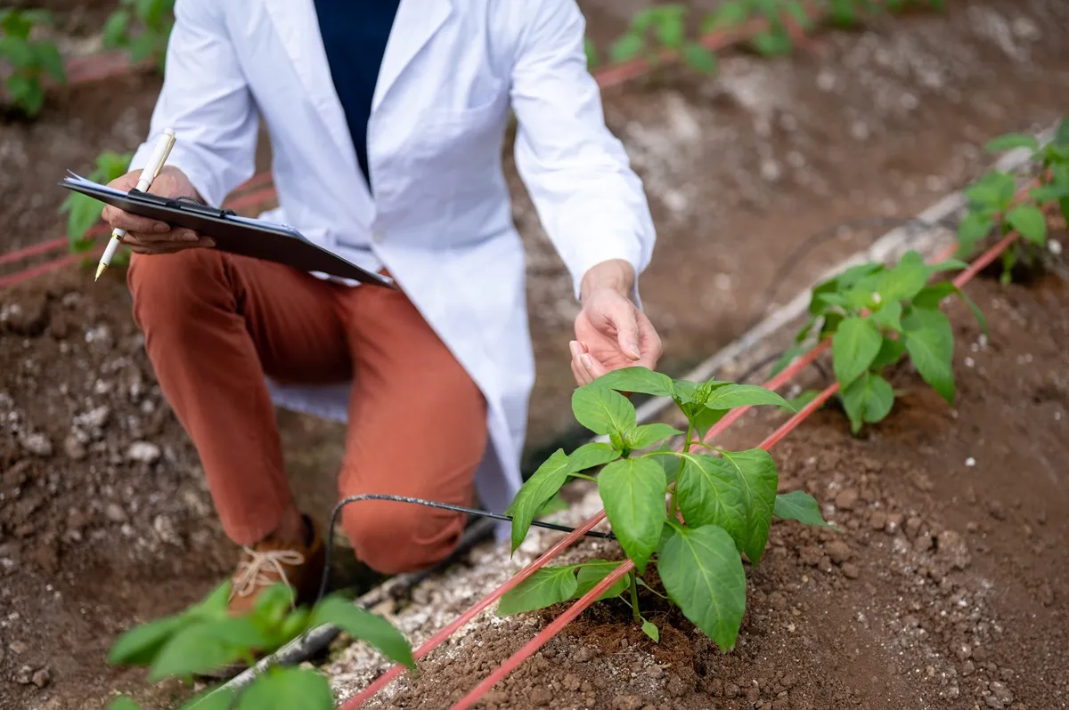 Uprawa roślin wkracza w nowy etap dzięki NGT - Nowe Techniki Genomowe