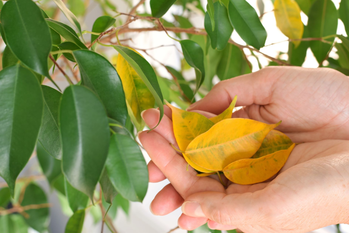 Ficus Benjamina, opadłe liście