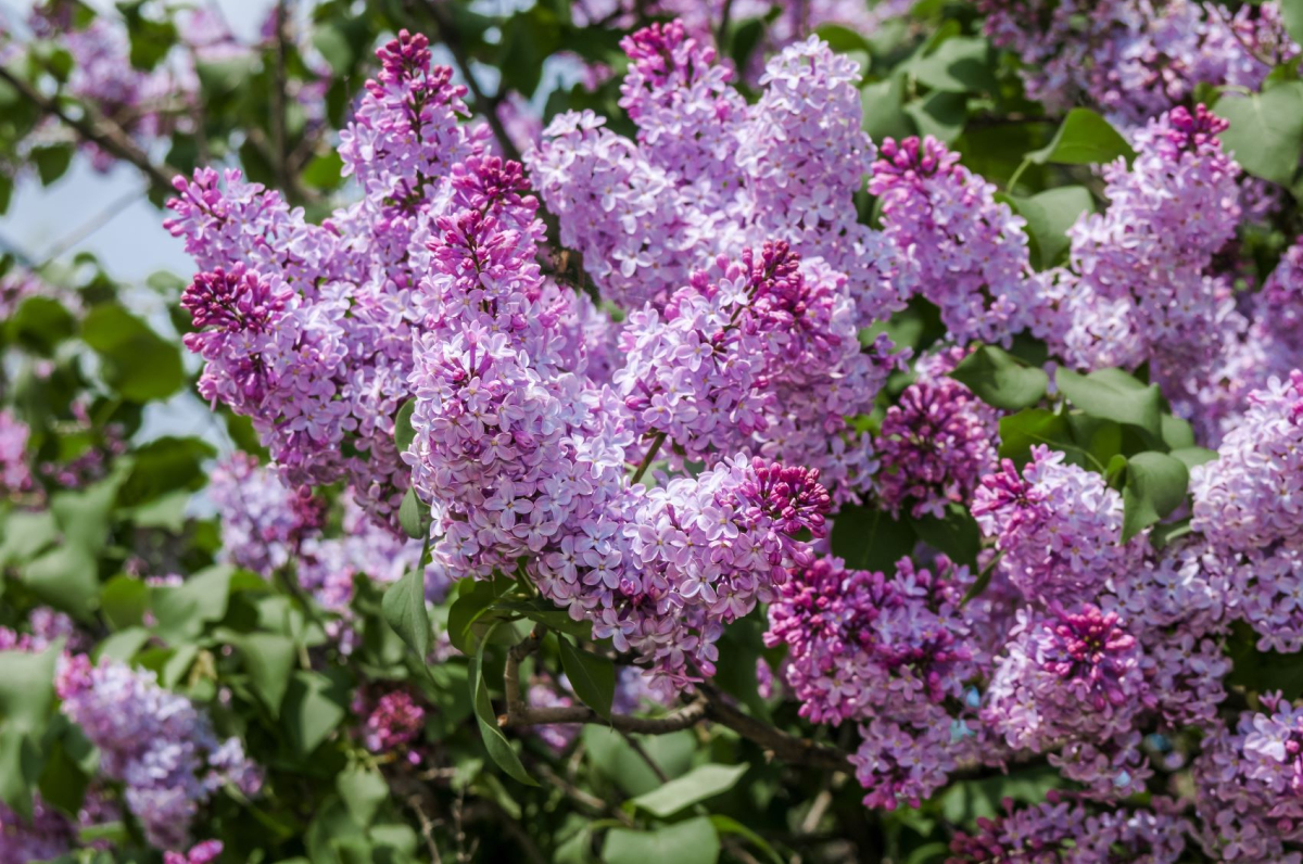 Lilak pospolity - syringa vulgaris
