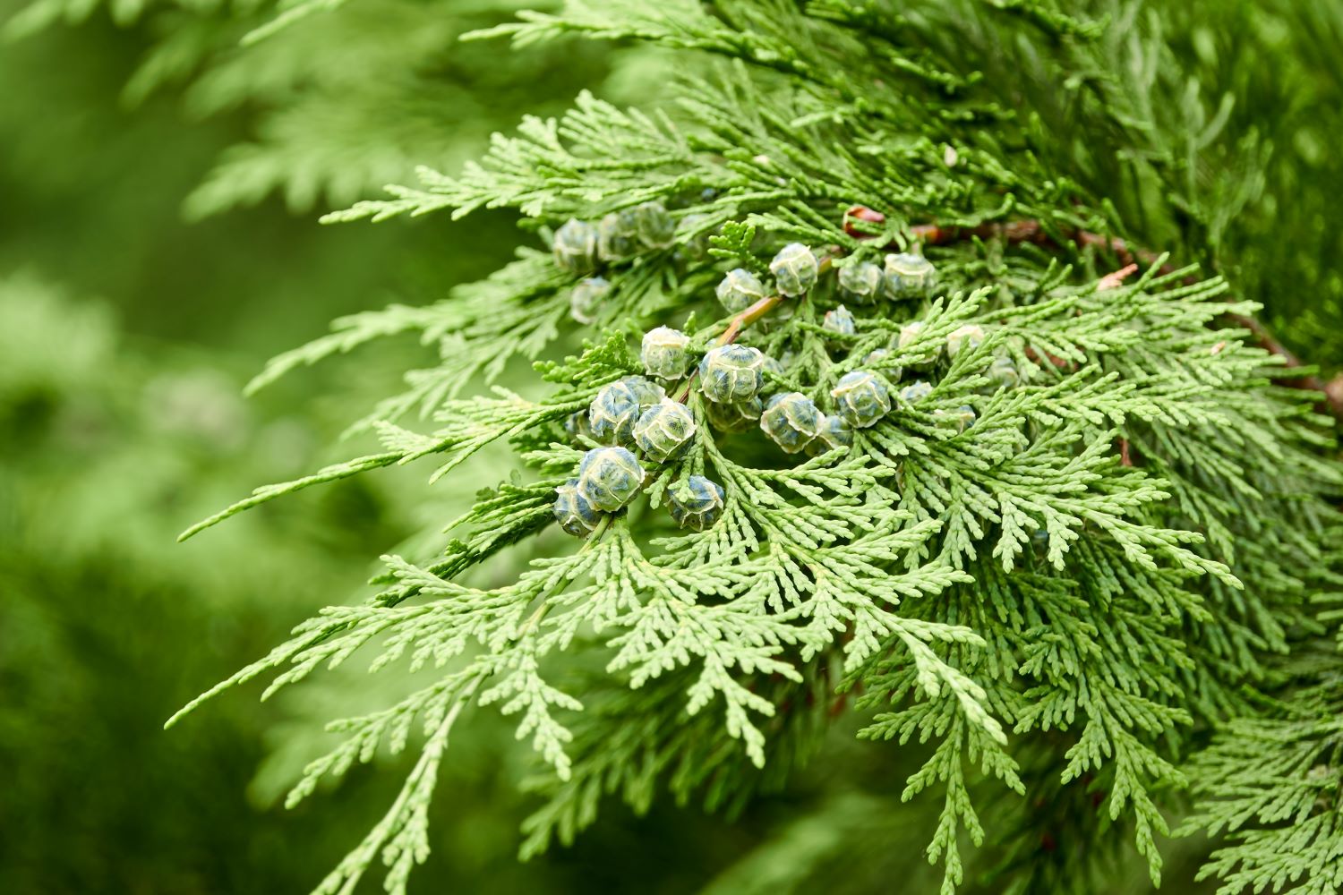 Cyprysik Lawsona - Chamaecyparis lawsoniana