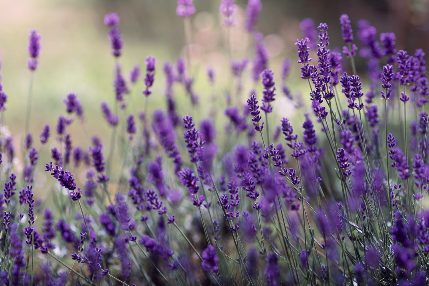 lawenda wąskolistna - Lavandula angustifolia