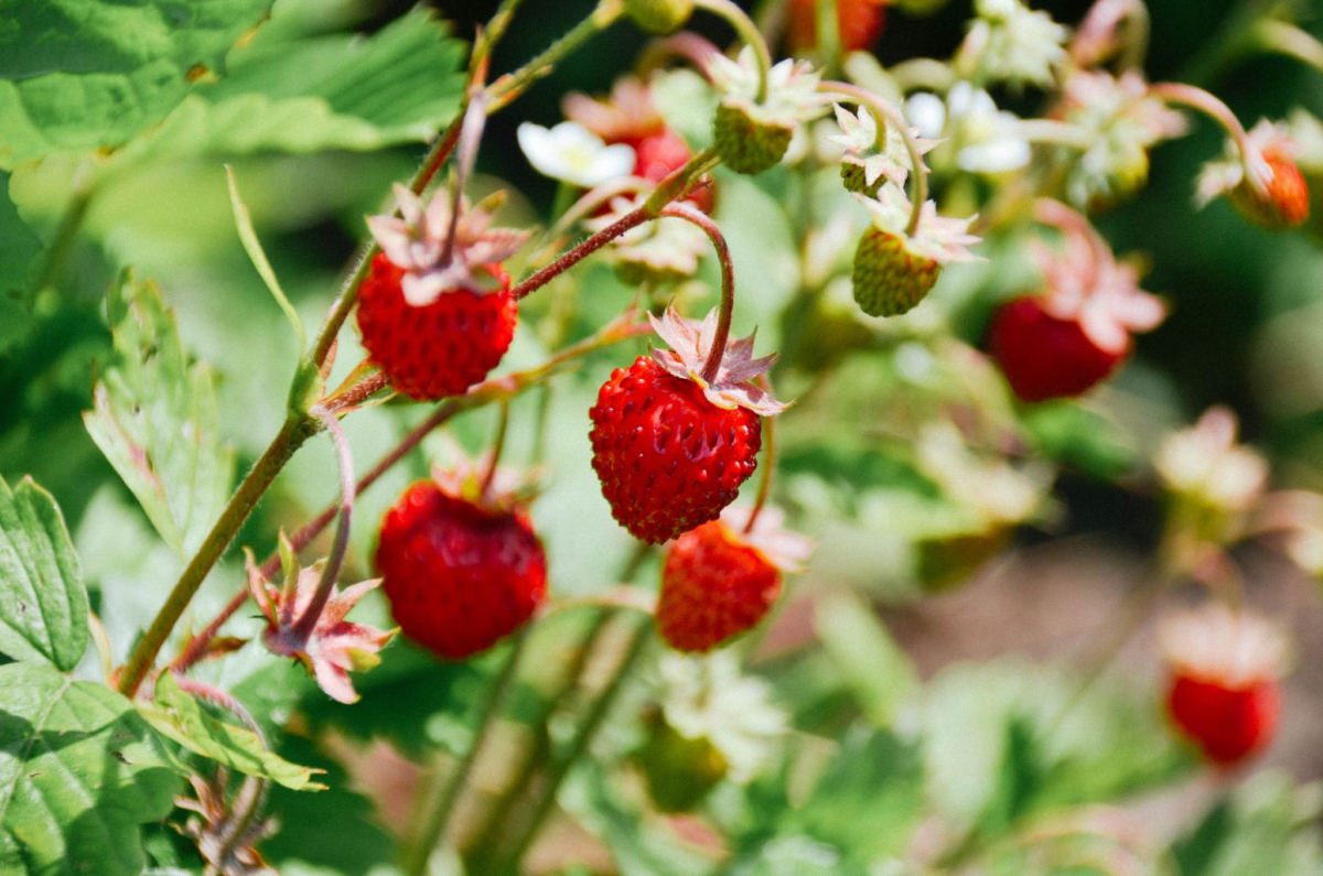 poziomka pospolita - fragaria vesca