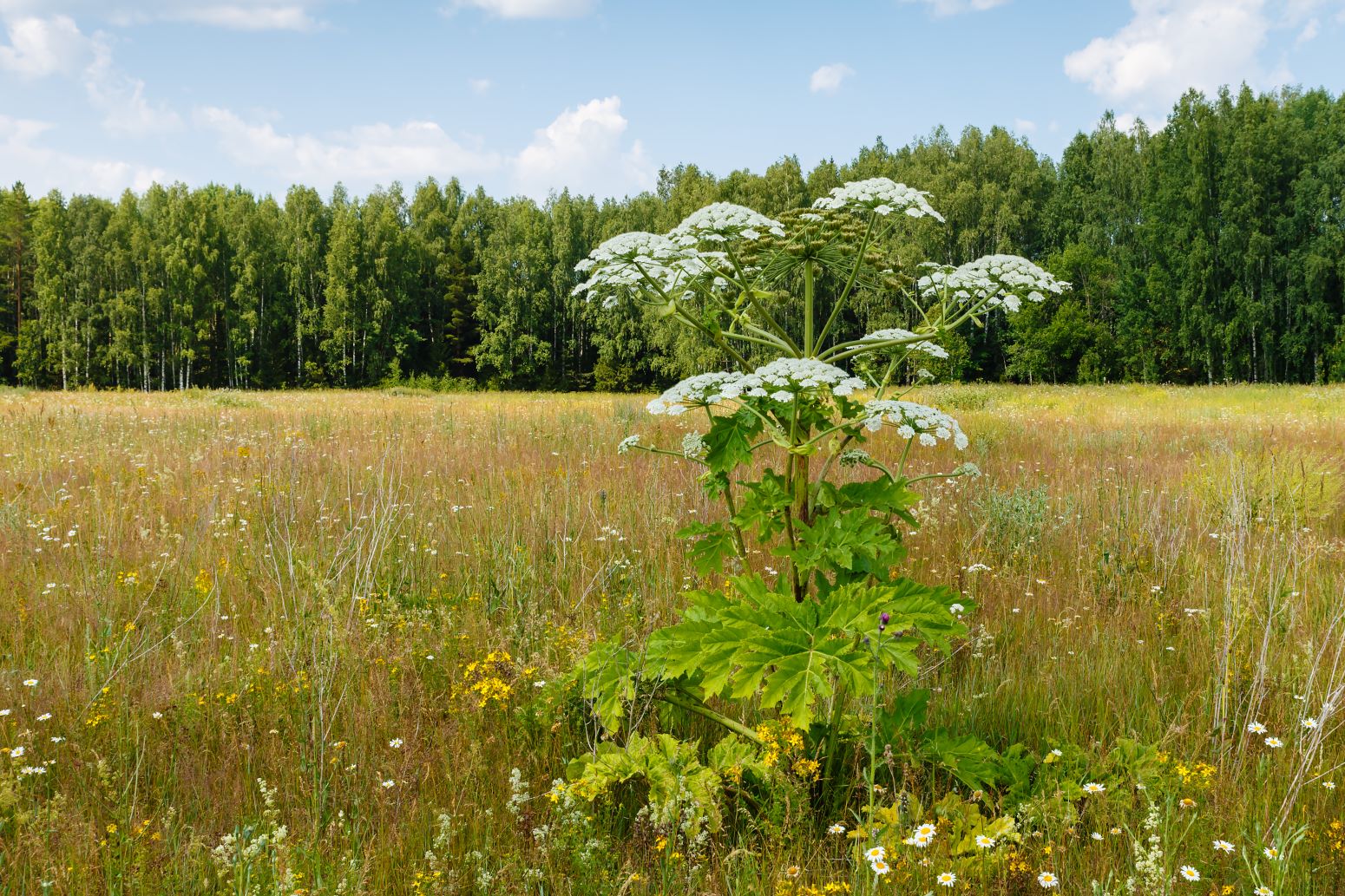 Barszcz Sosnowskiego - heracleum sosnowskyi