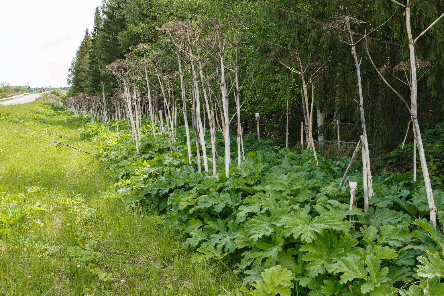 Barszcz Sosnowskiego - heracleum sosnowskyi