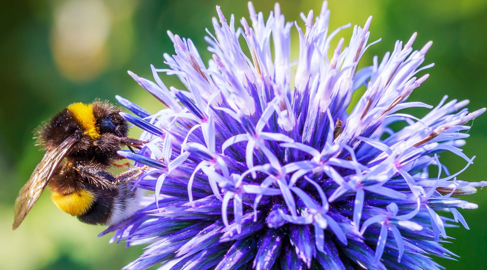 przegorzan kulisty - echinops sphaerocephalus