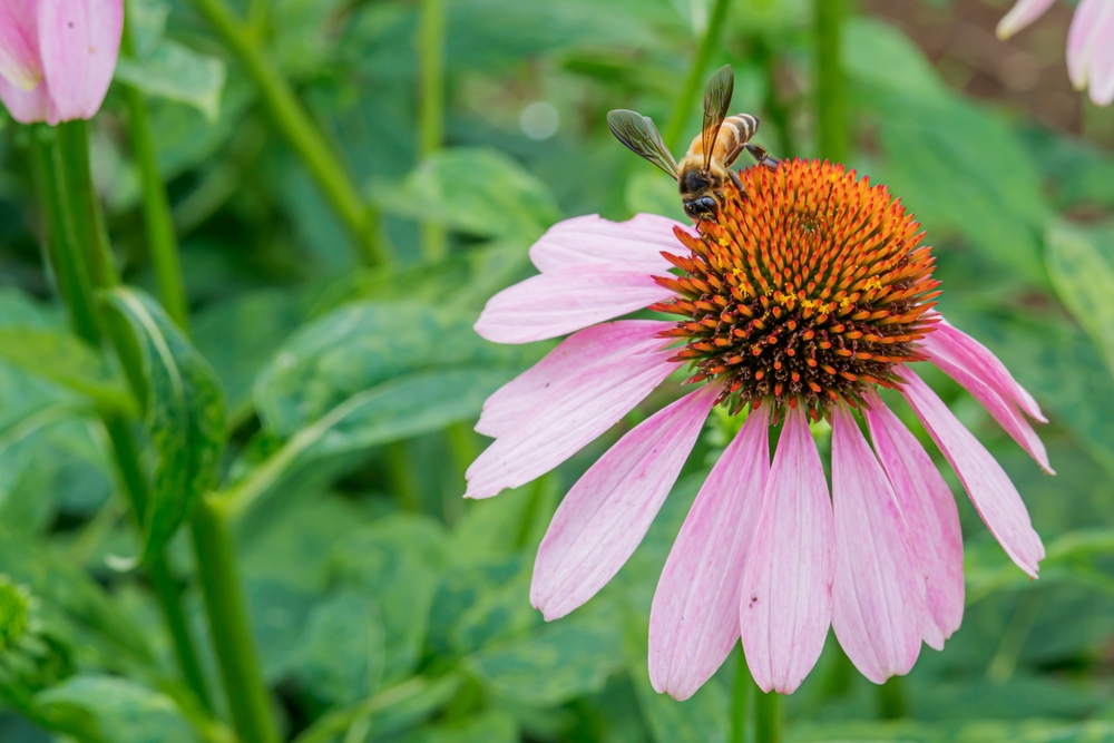 Echinacea purpurea - jeżówka purpurowa - kwiat