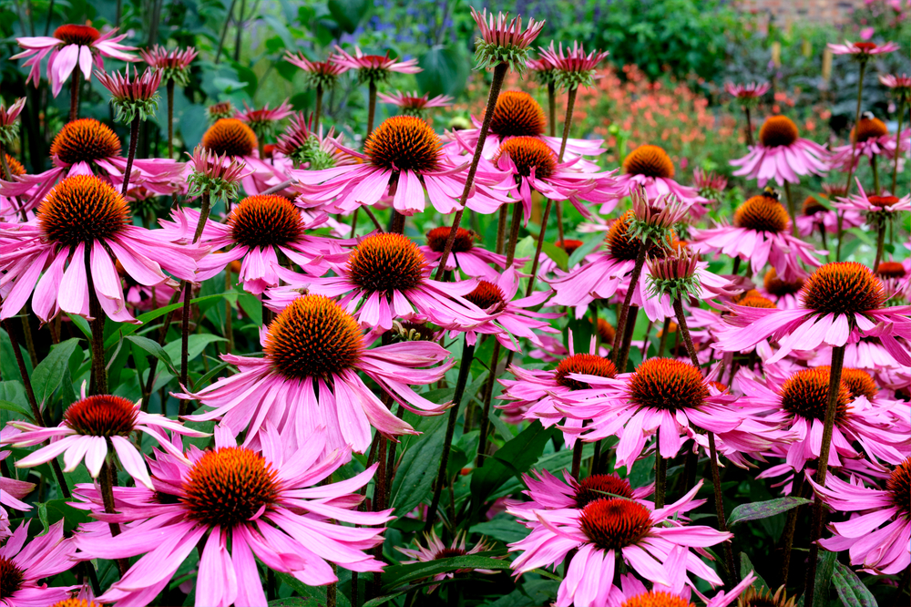 Echinacea purpurea - jeżówka purpurowa - kwiaty